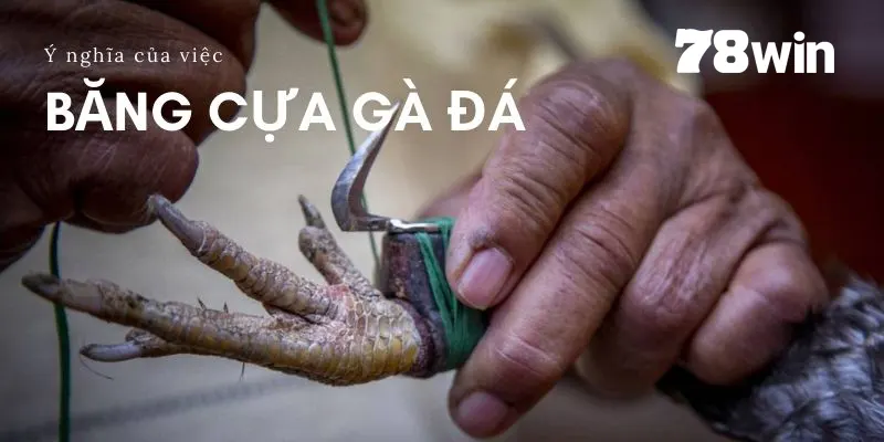 Băng cựa đúng, kê của bạn có lợi thế trên chiến trường